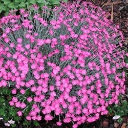Dianthus Pinks