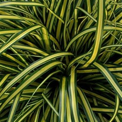 Carex Evergold