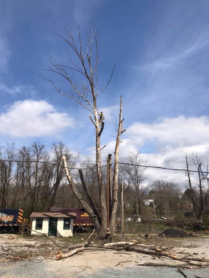 Nathan's Tree Service and Excavating, Inc. Tree Removal Service