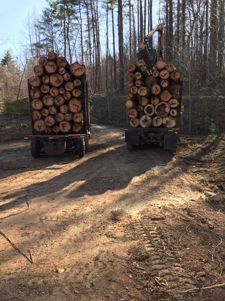 Nathan's Tree Service and Excavating, Inc. Tree Removal Service