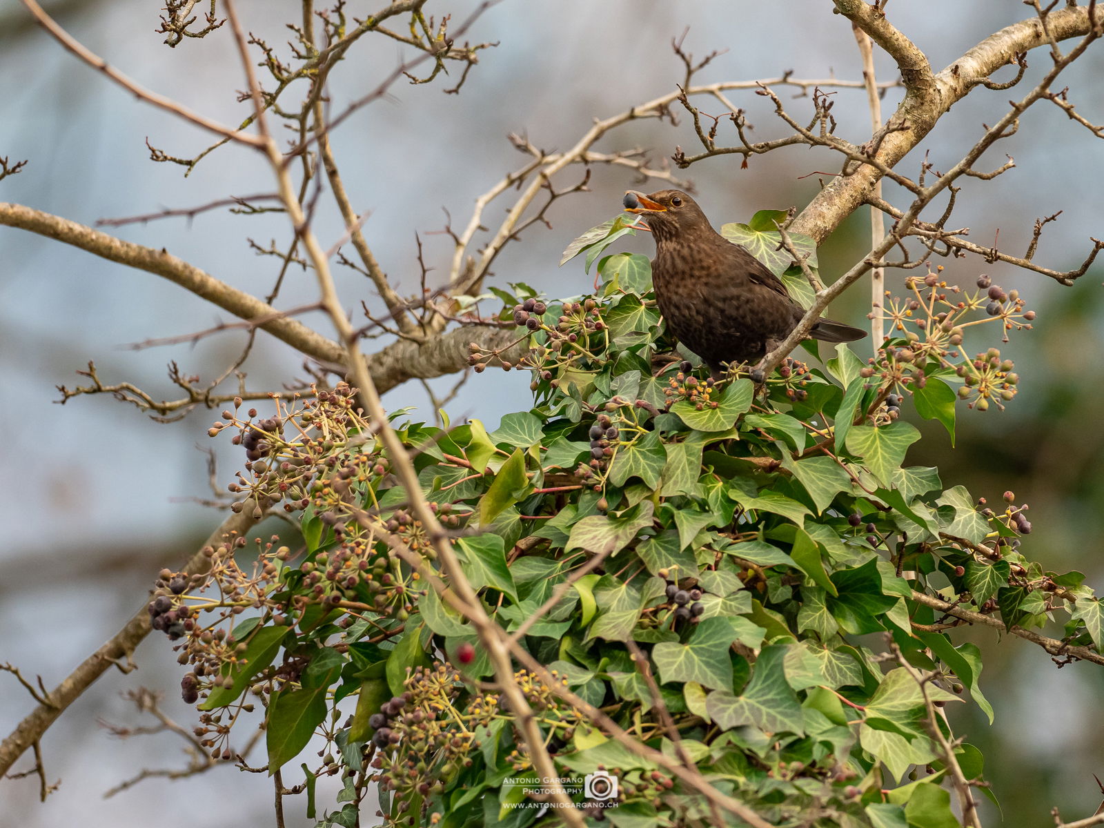 Amsel - Turdus merula