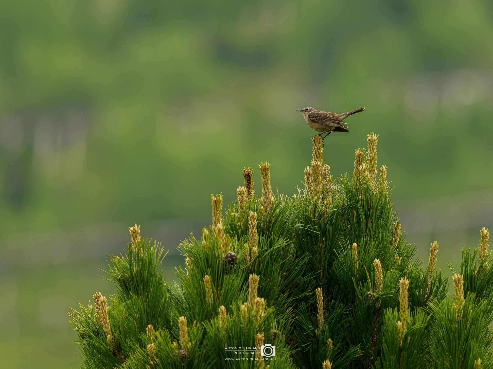 Bergpieper - Anthus spinoletta