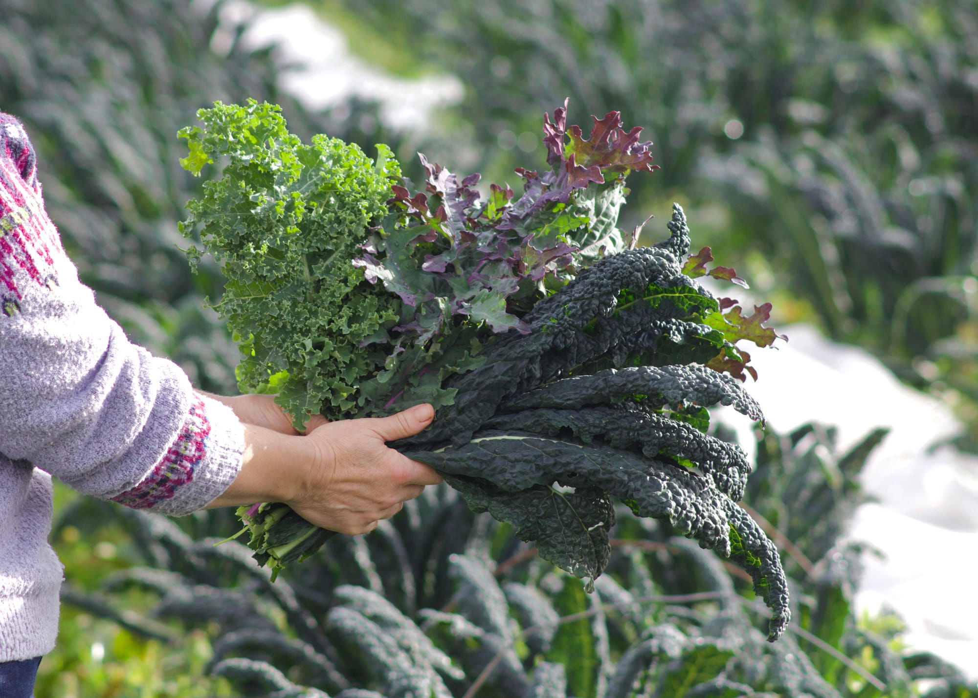 Get a kick from organic kale