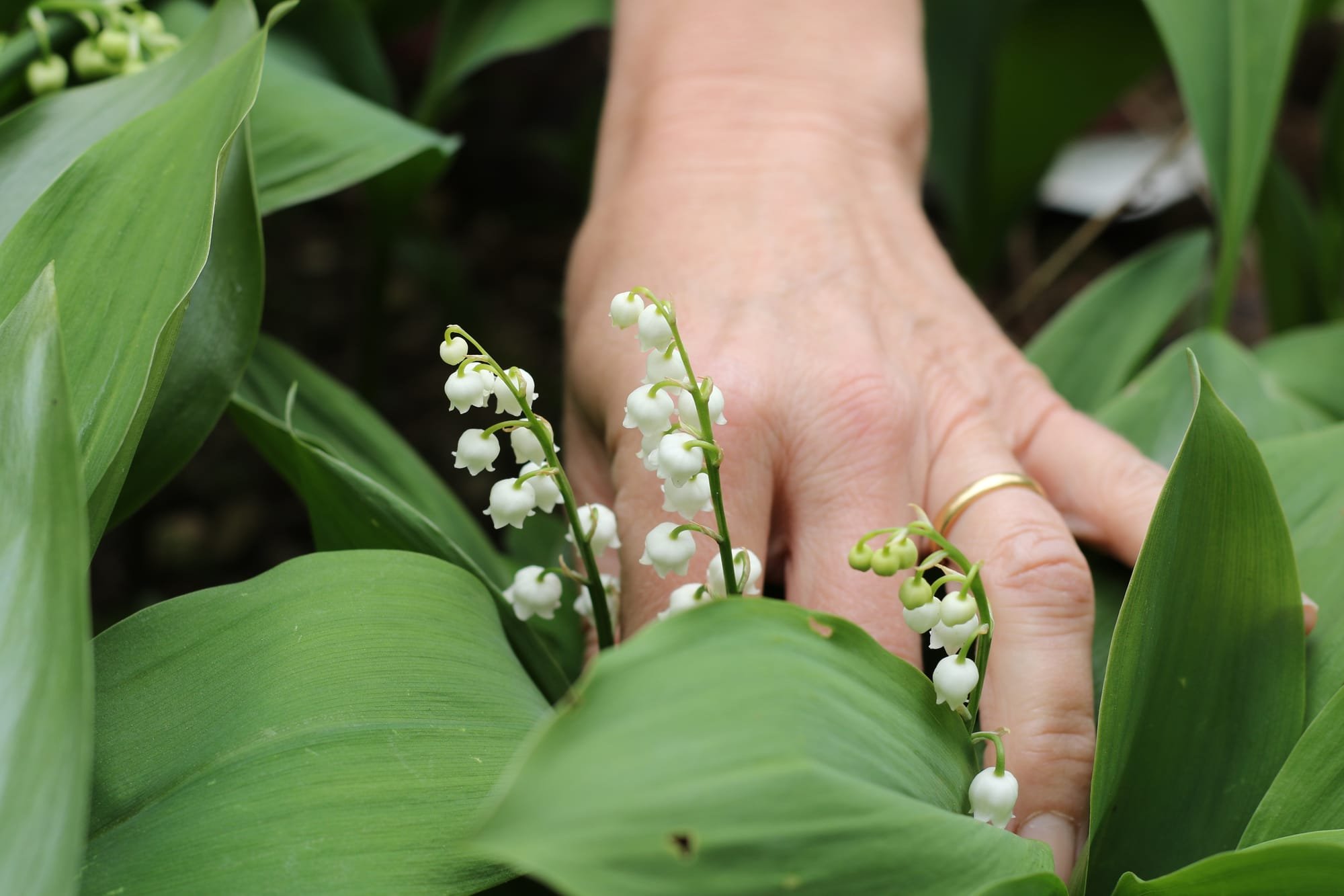 Our Lily of the Valley is flowering, has the risk of frost past?