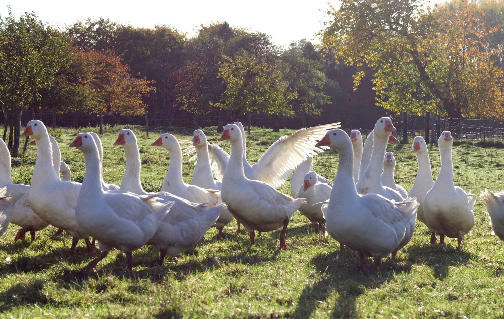 Geese at Our Farm