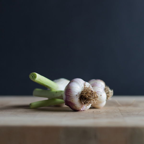 Organic Garlic Bulb Roots