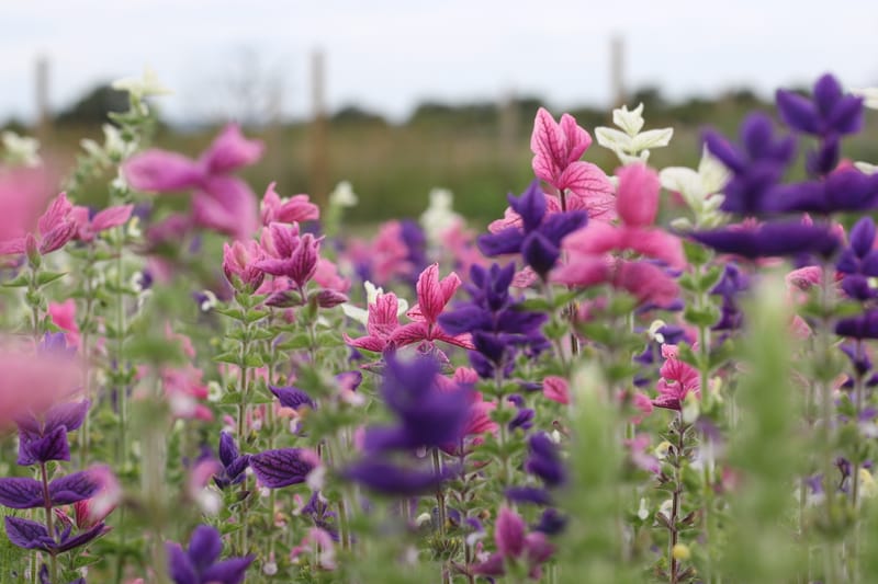 PYO Flowers Friday 22nd September 2023