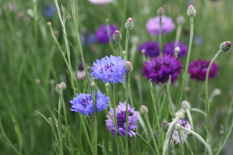 PYO Flowers Friday 15th September 2023