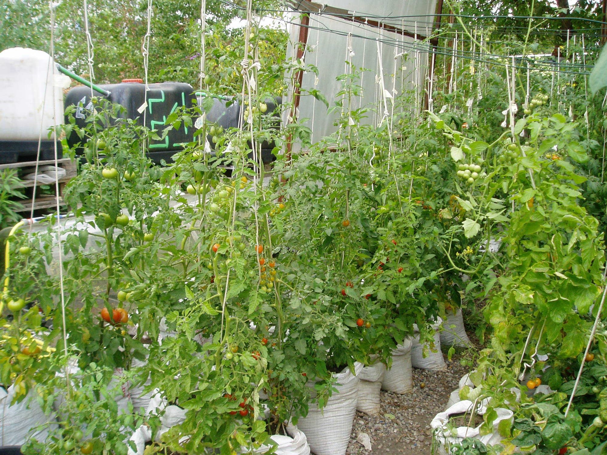 המדריך של משרד החקלאות לגידול גינת ירק וצמחי תבלין בבית