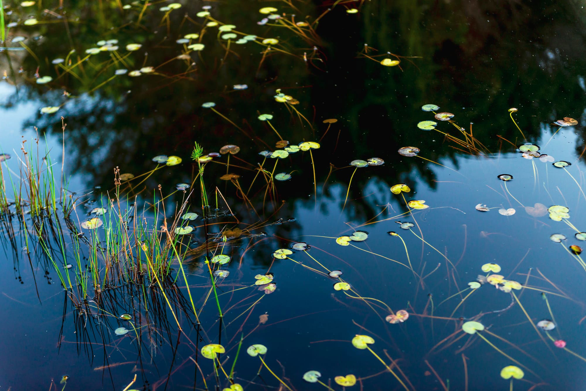 Pond at Volmoed