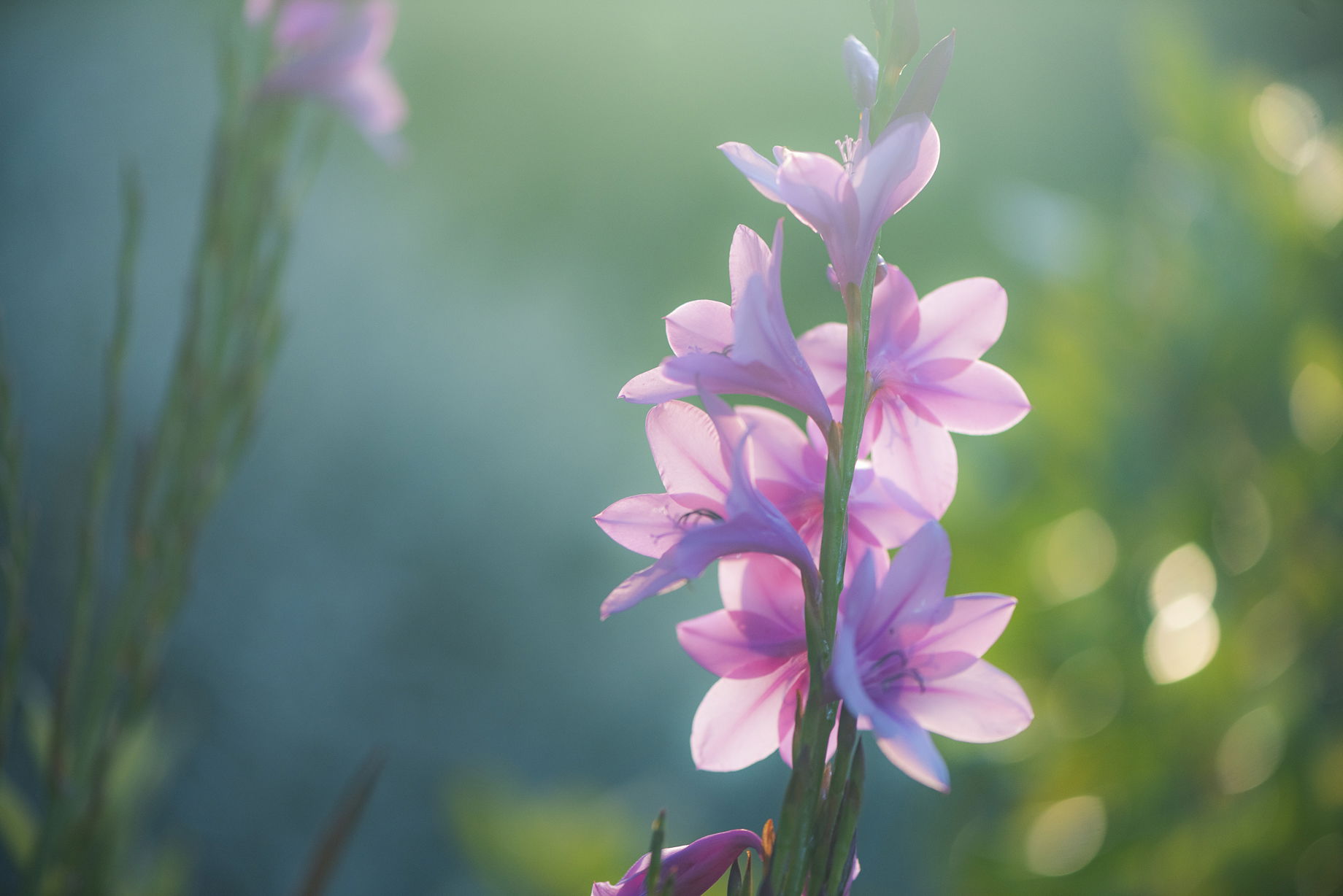 Watsonia M.