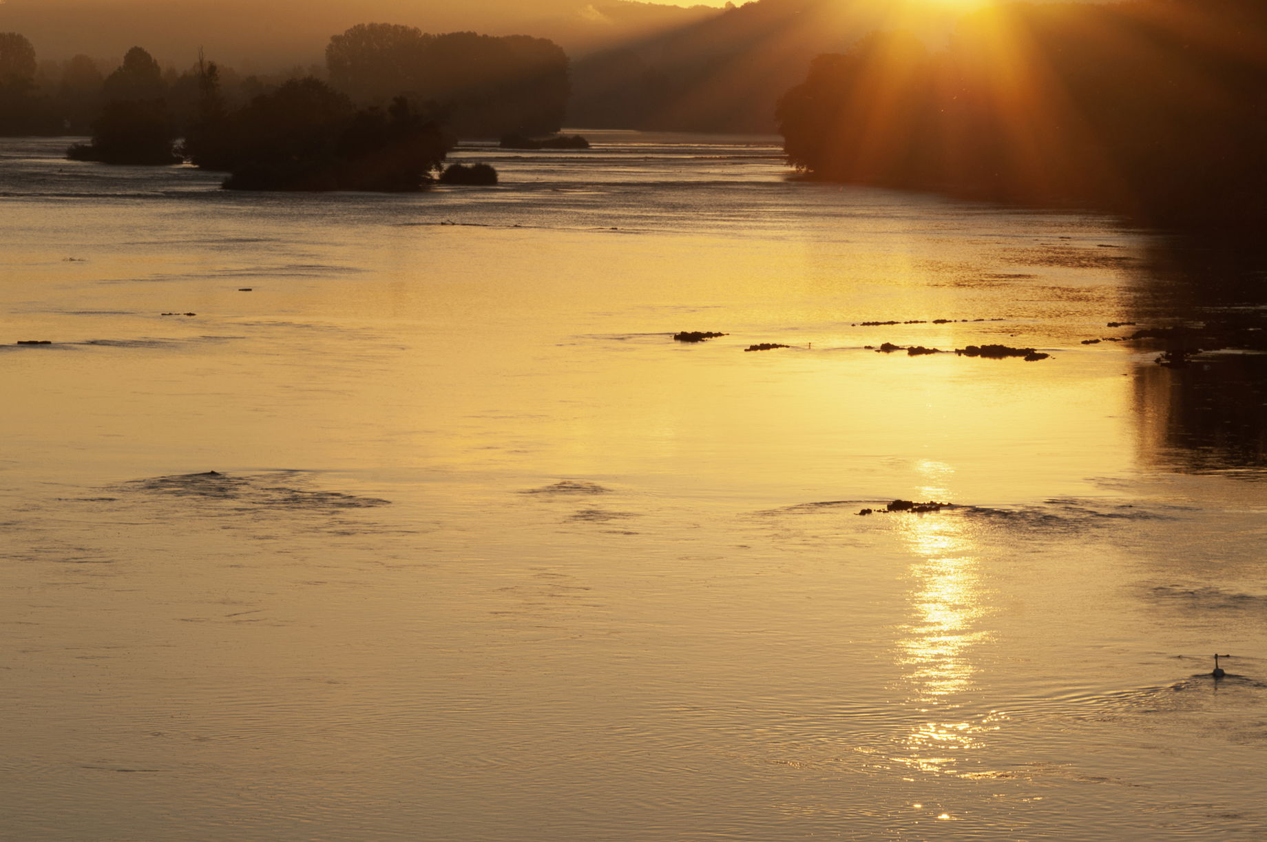 Swan at Sunrise