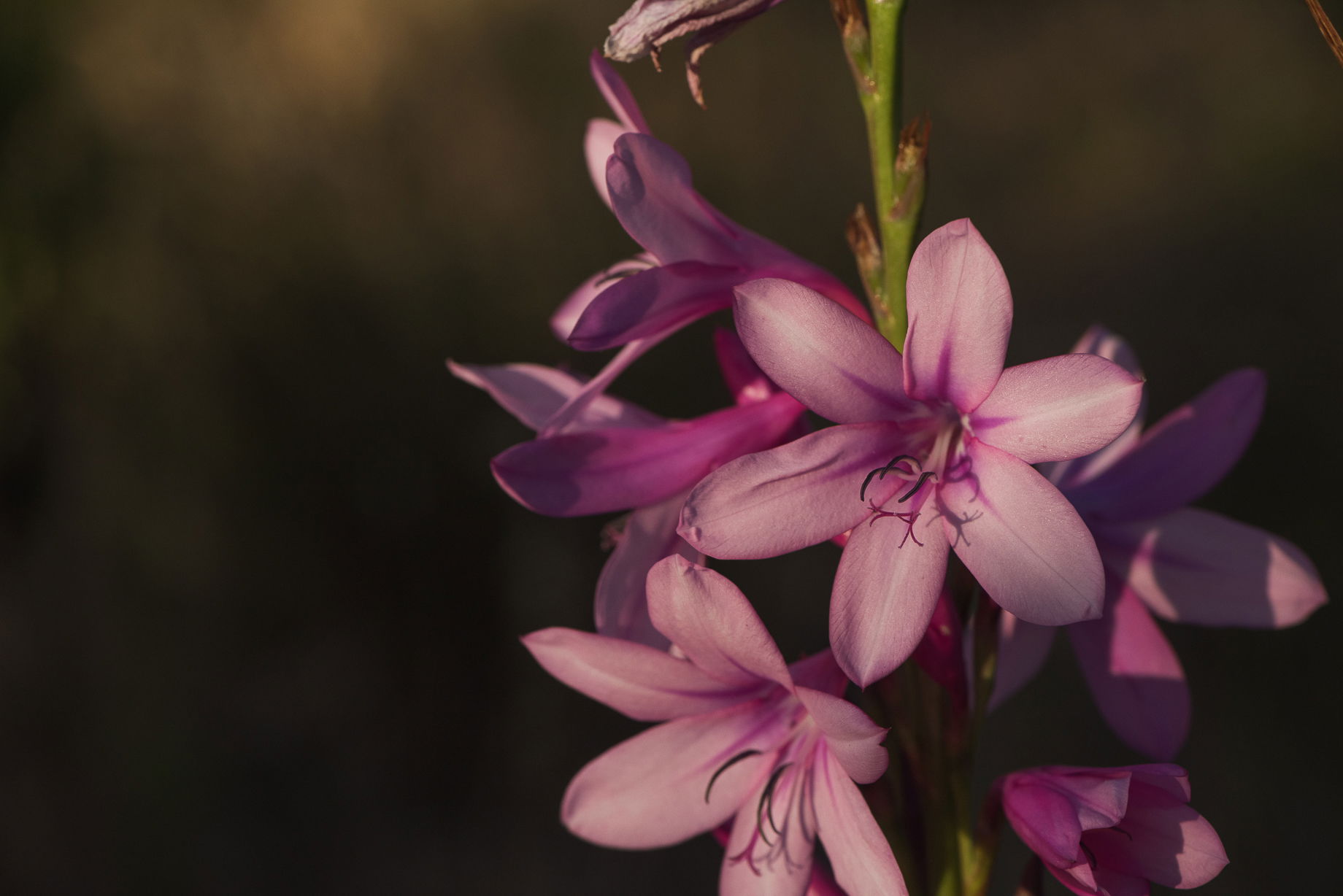 Watsonia M.