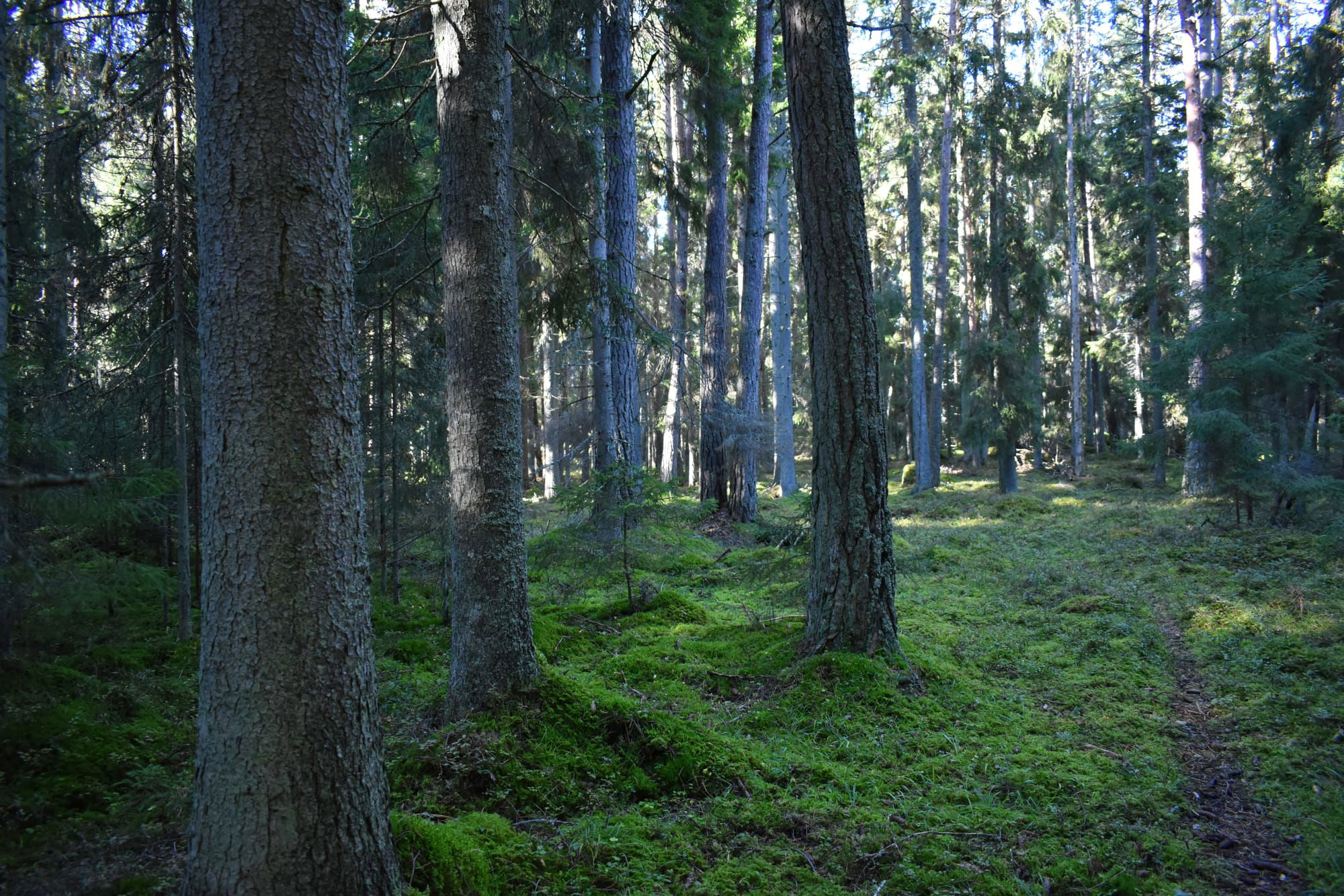 Skog som en naturlig källa till hälsa