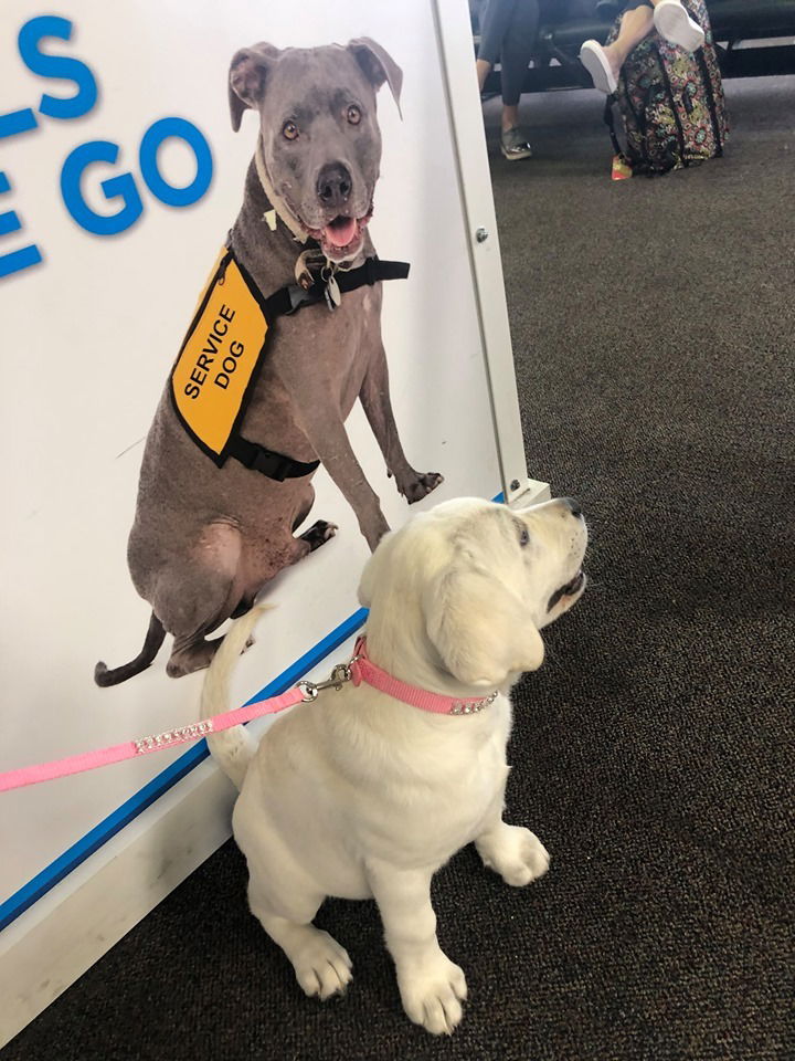 ways-to-receive-your-puppy-texas-white-labs