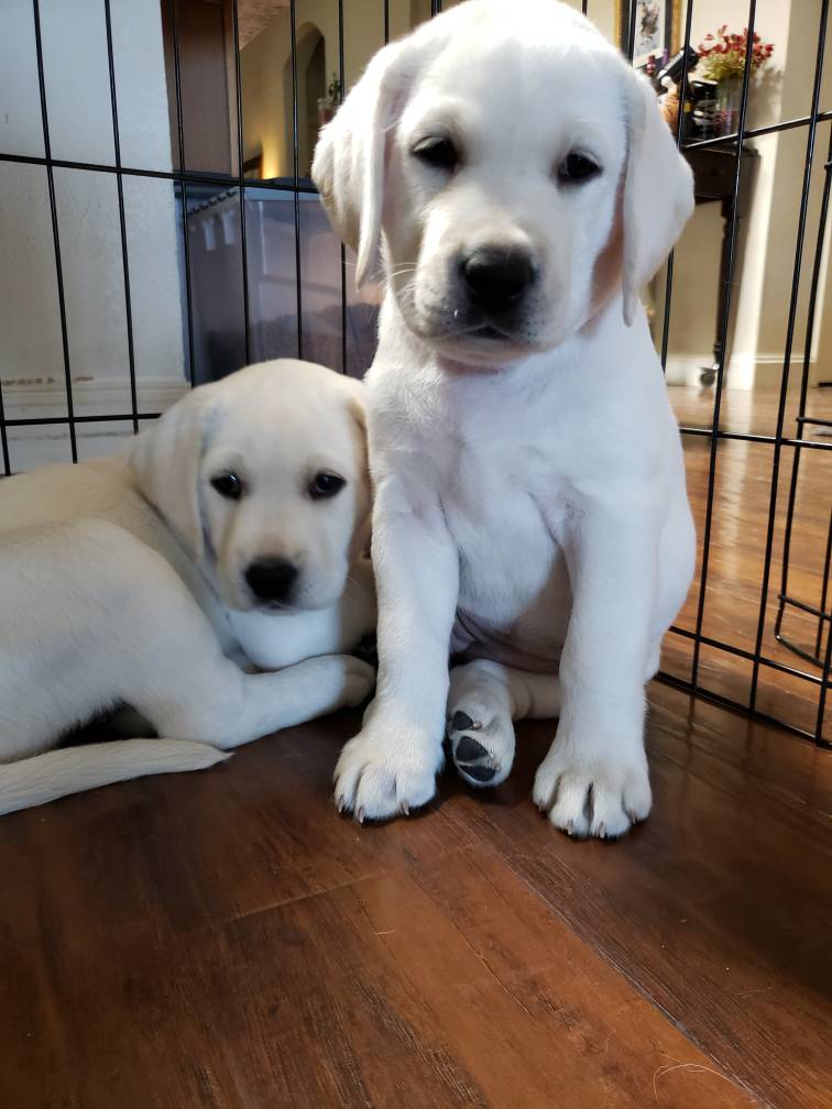 Texas White Labs White Lab Puppies