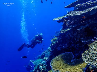 5-Days Fun Diving Komodo National Park &amp; Rinca Dragon Tour image