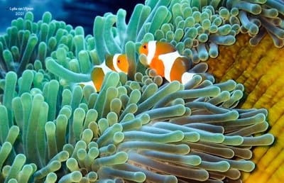 Snorkeling Komodo National Park image