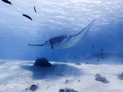 Combi Snorkeling Komodo National Park &amp; Rinca Dragon Tour image