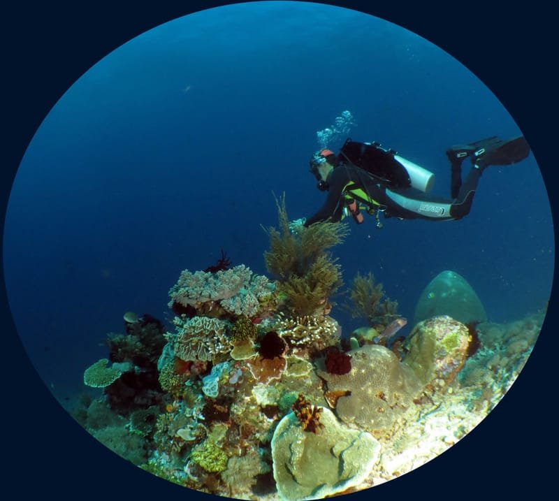 Fun Diving, Snorkeling & Leisure Trips - Pricelist
