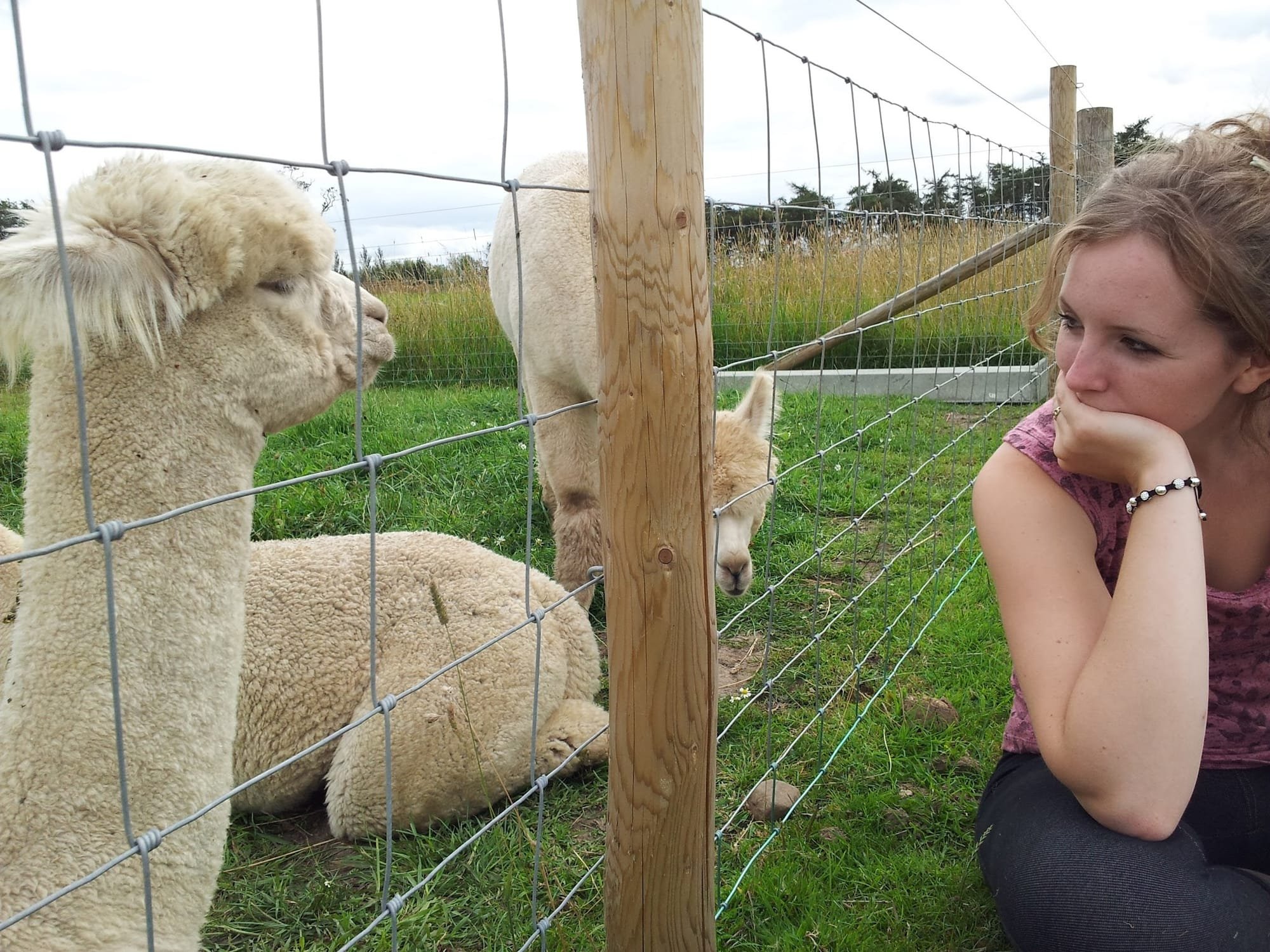 Amy just Chilling with the alpacas when we first moved here