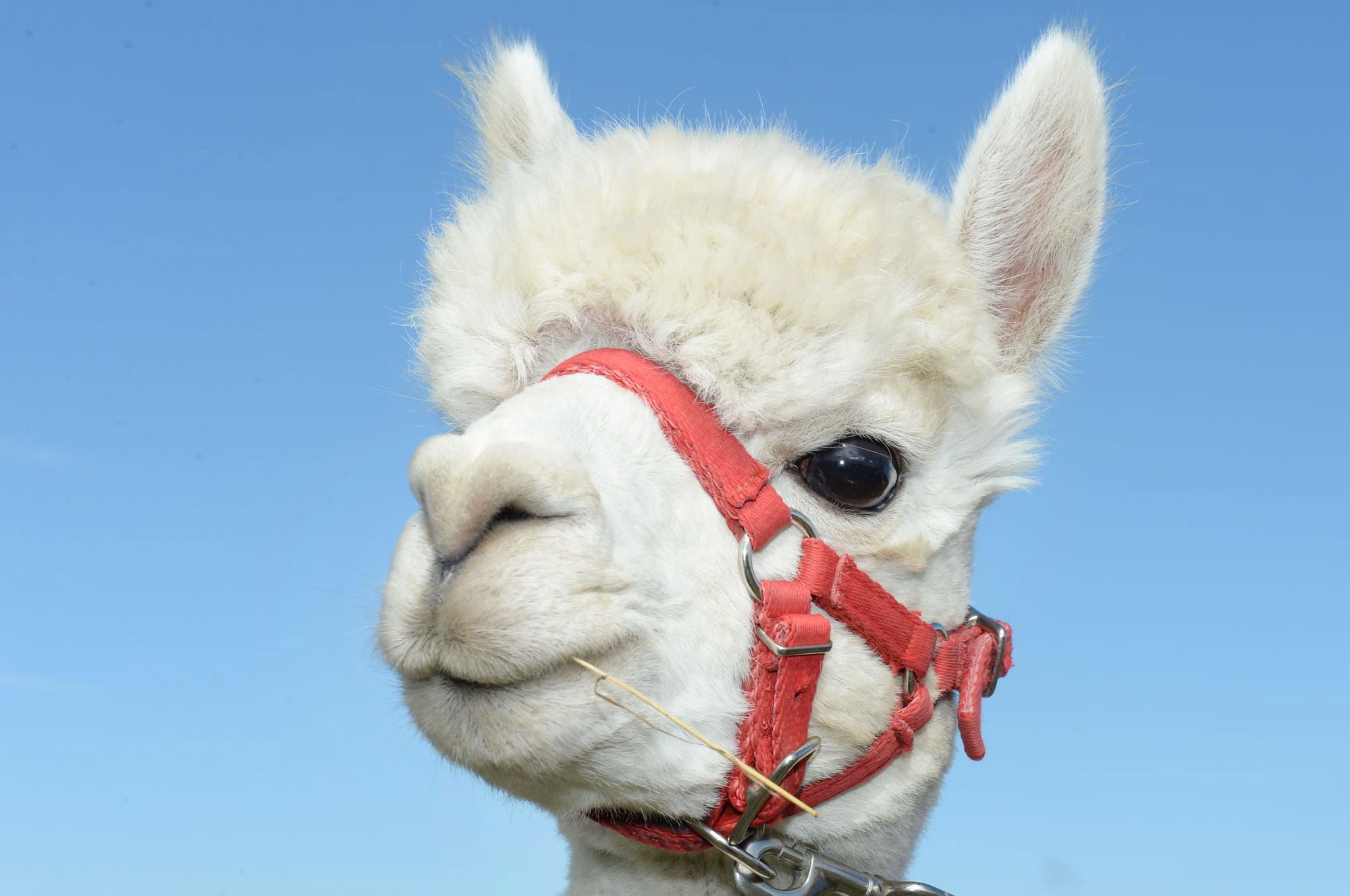 Hermes our Handsome Alpaca