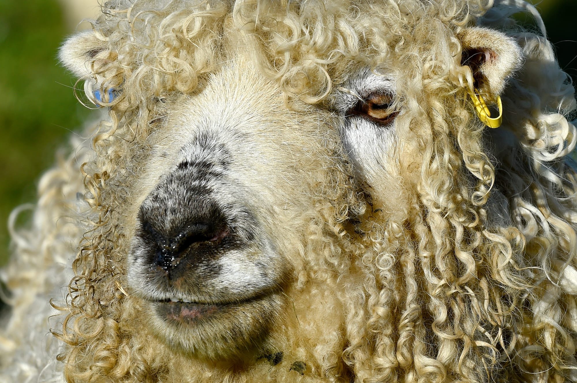 Ramsay the Greyface Dartmoor Sheep