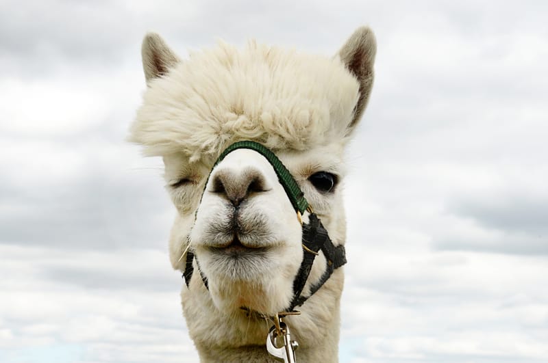 Alpaca Sponsorship - Silver