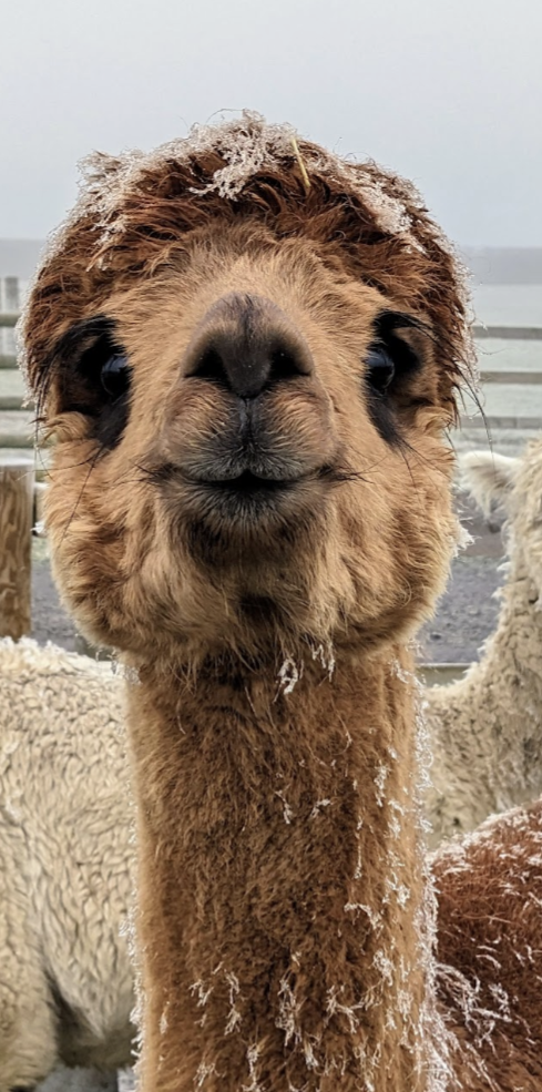 Gemma