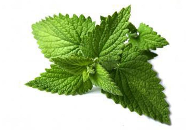 Spearmint