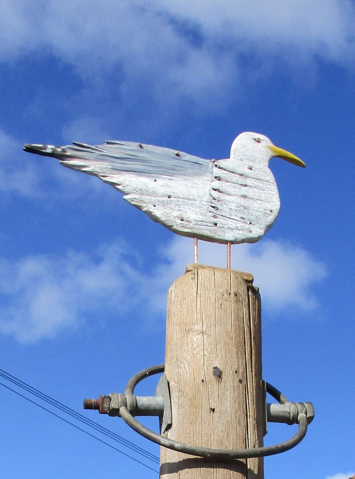 Lookout Gull