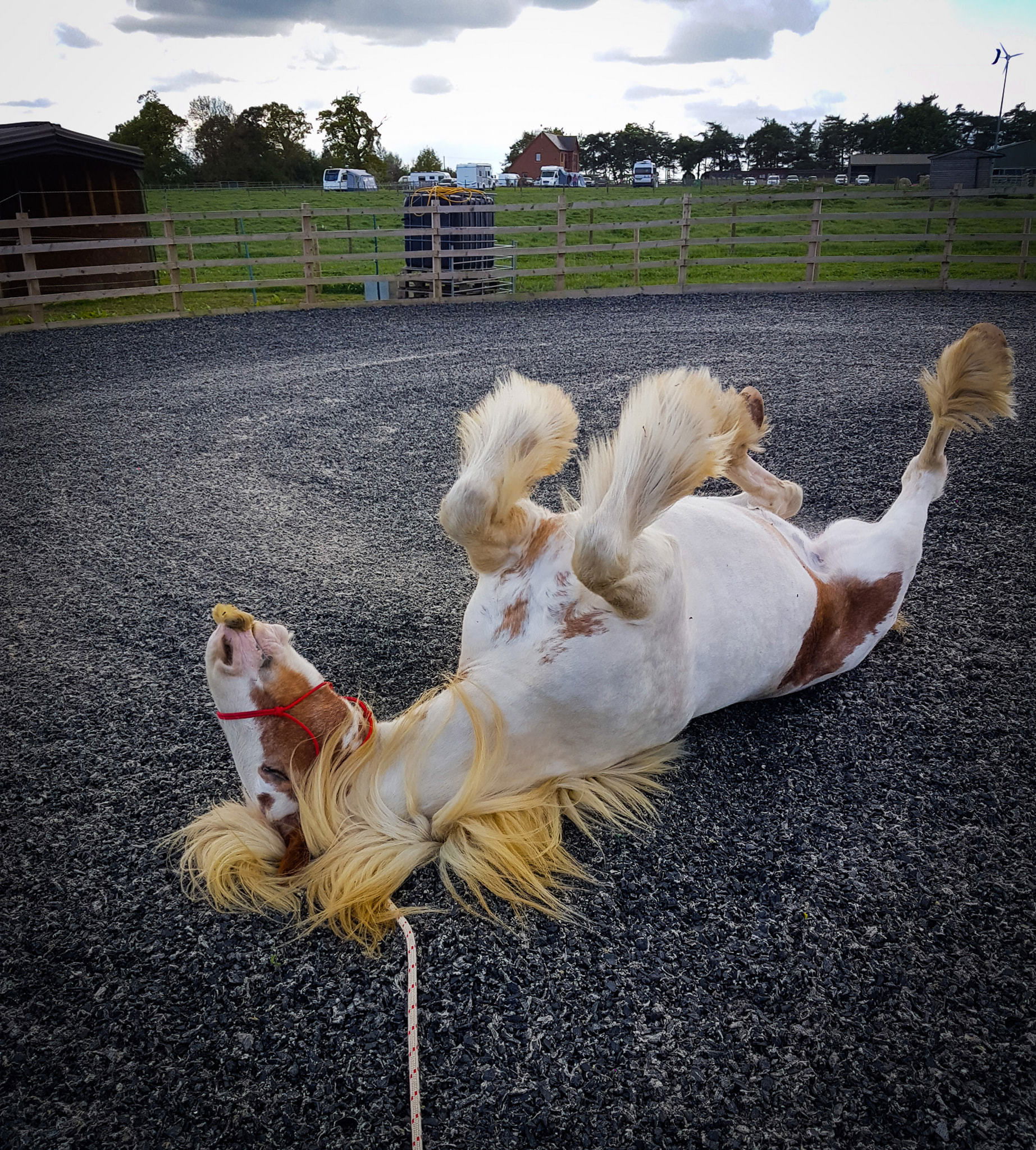 Horses are welcome to roll in the pen!