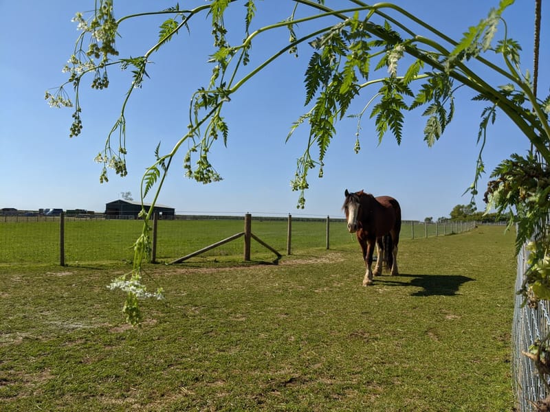 Forage For Your Horses Abbotts View Livery forage-for-your-horses-abbotts-view-livery