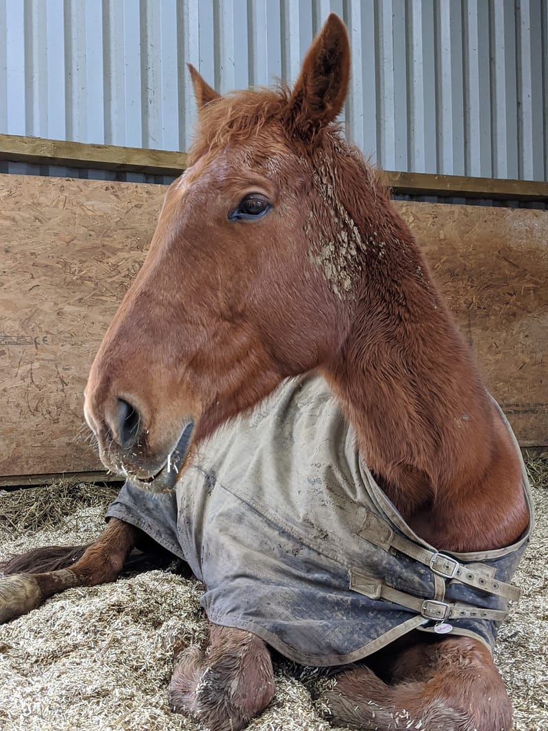 New Aubiose bedding area for both herds to be extended Spring 2021 Abbotts View Livery