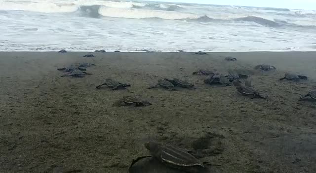 Liberación de tortugas