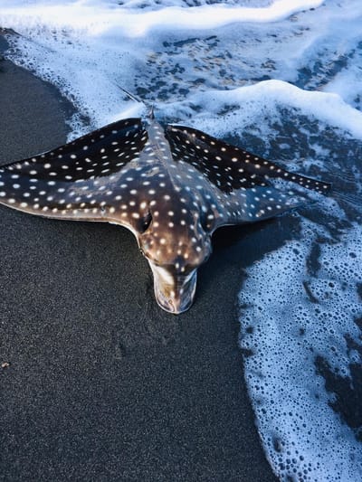 Eagle ray / Manta ralla image