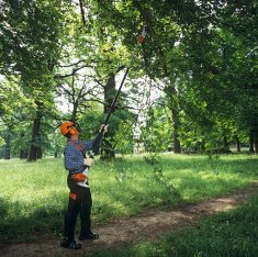 Getting the Best Tree Trimming Services image