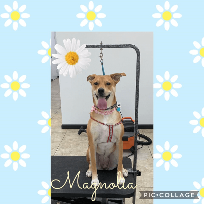 Vanity Fur Pet Spa & Grooming, LLC