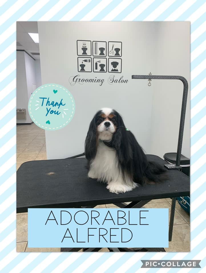Vanity Fur Pet Spa & Grooming, LLC