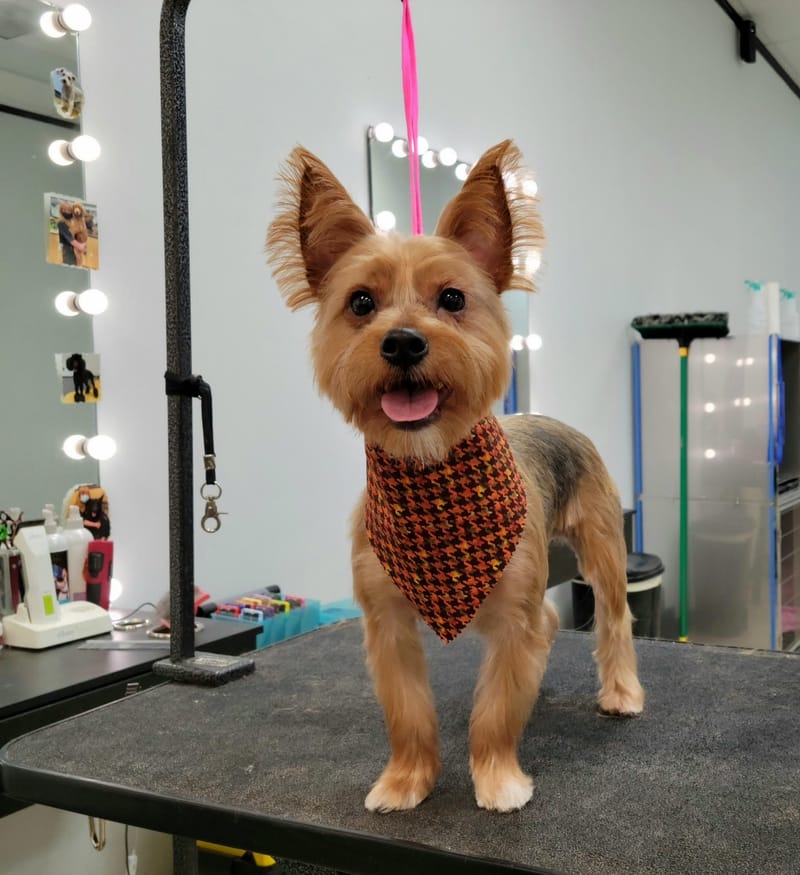 Vanity Fur Pet Spa & Grooming, LLC