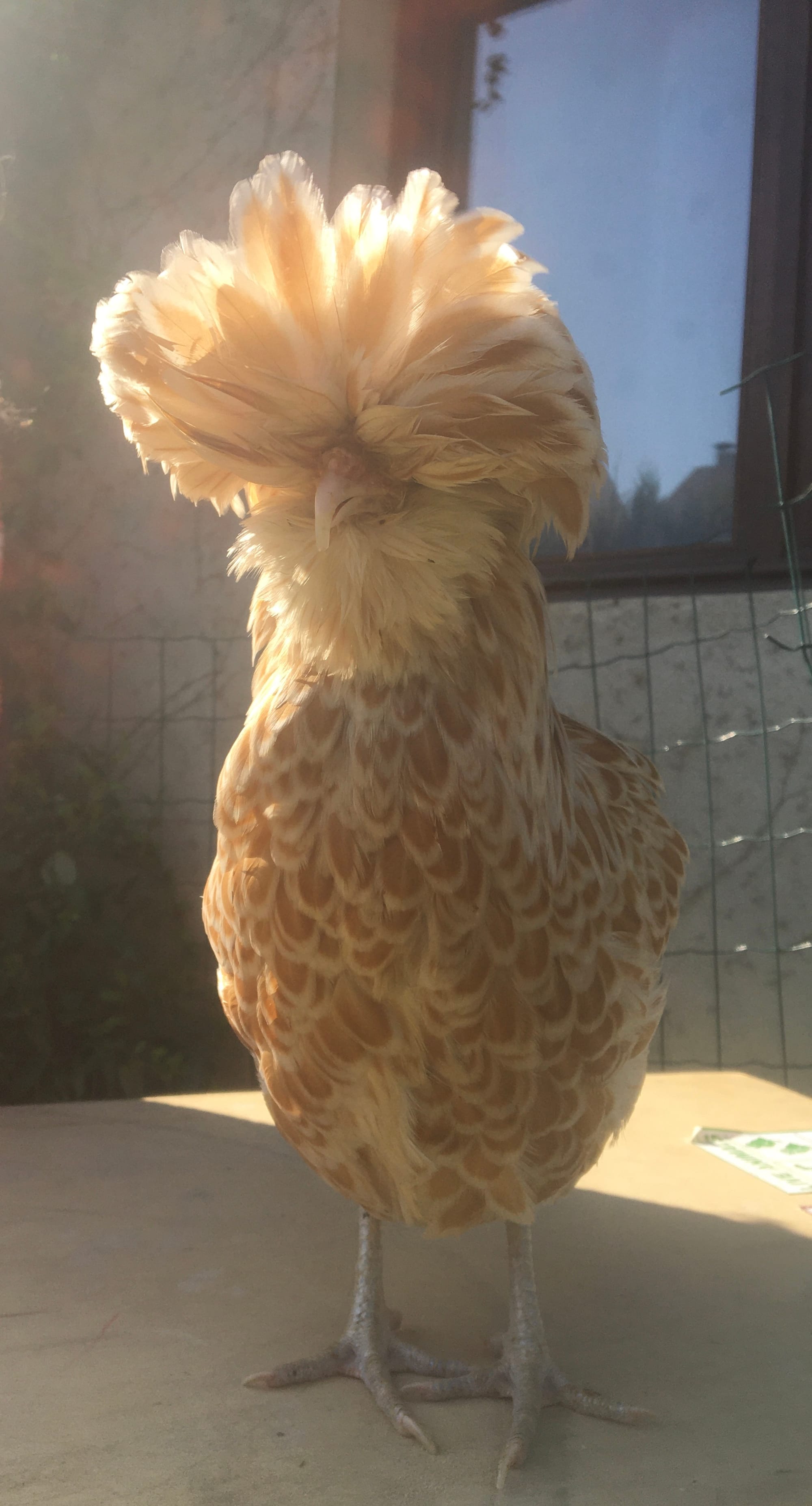 Gloria