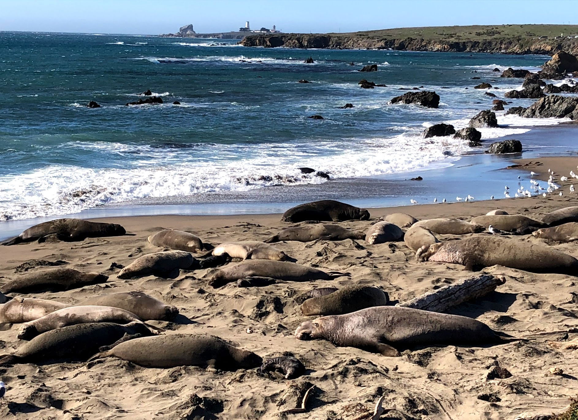 Piedras Blancas Rookery for elephant seal viewing