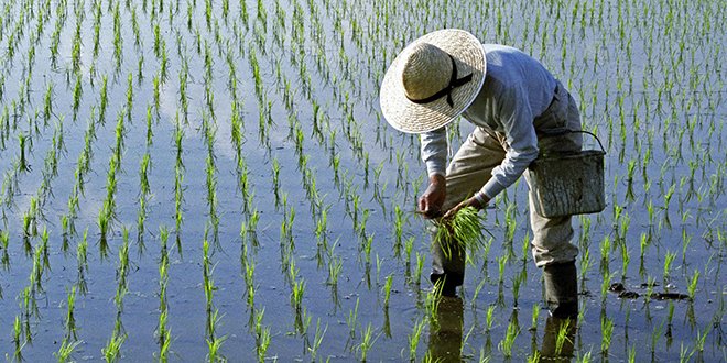 الصين: الاقتصاد الزراعي الأكبر في العالم