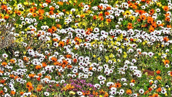 Namaqualand Daisy seed is inexpensive and easy to sow directly into garden beds