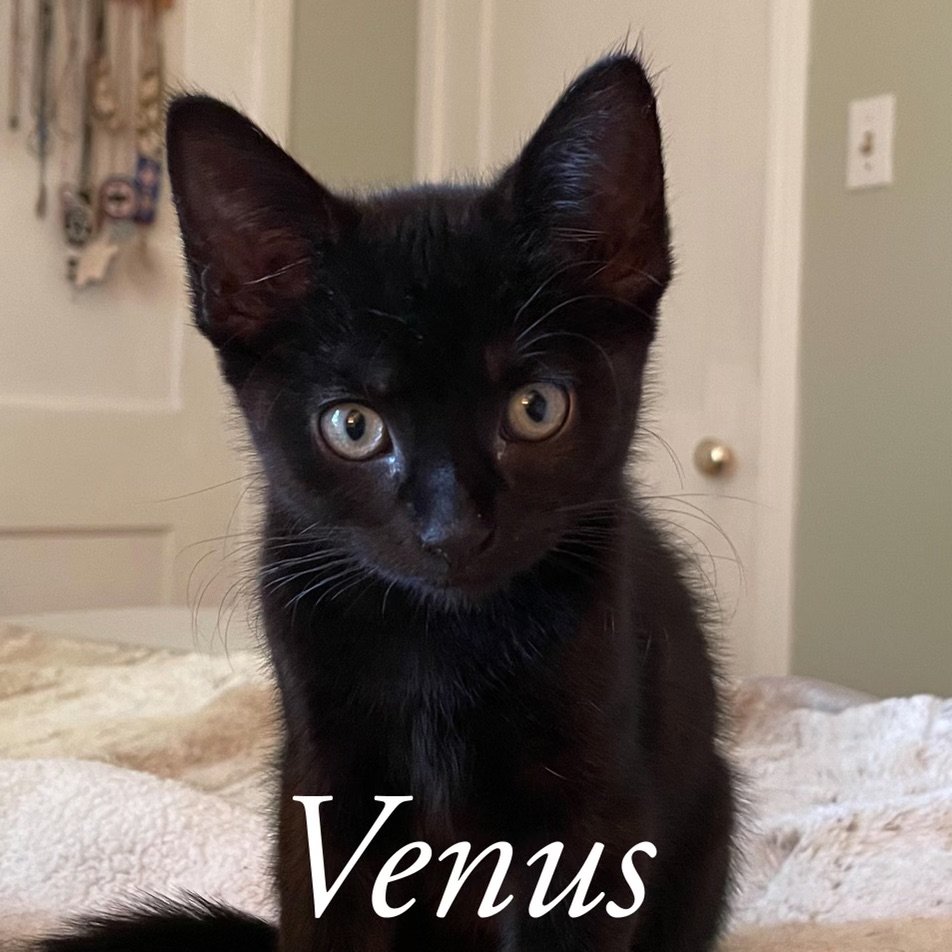 VENUS - Adoption pending