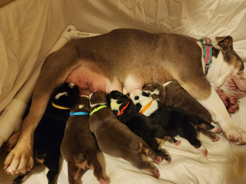 Behind the Puppy Care!