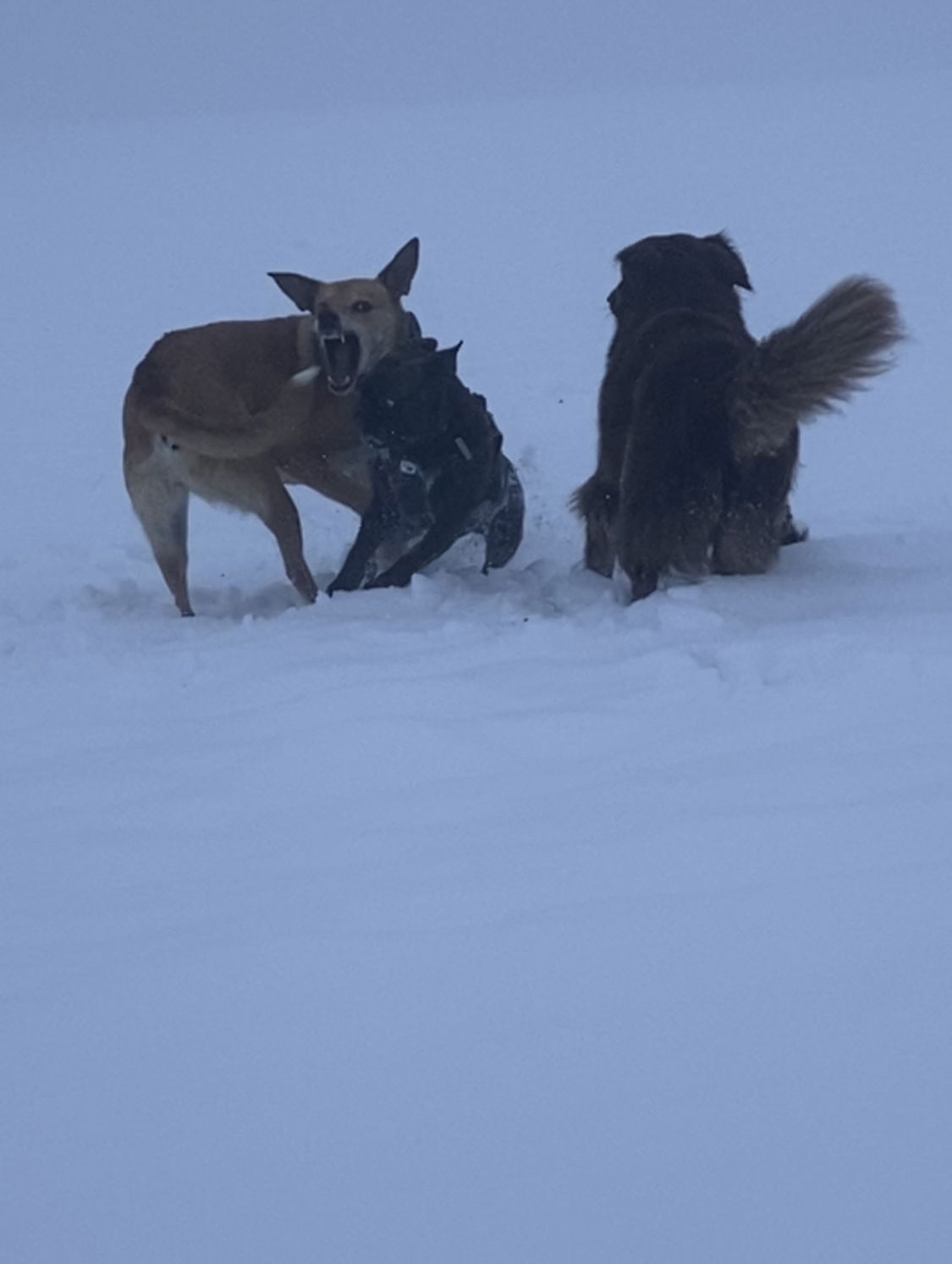 und sie lieben es im Schnee 🥰🥰