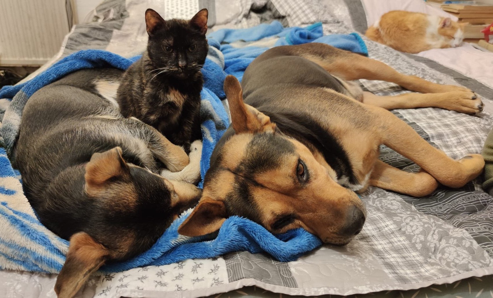 Kutyák és cicák együtt / Doggies and kitties together
