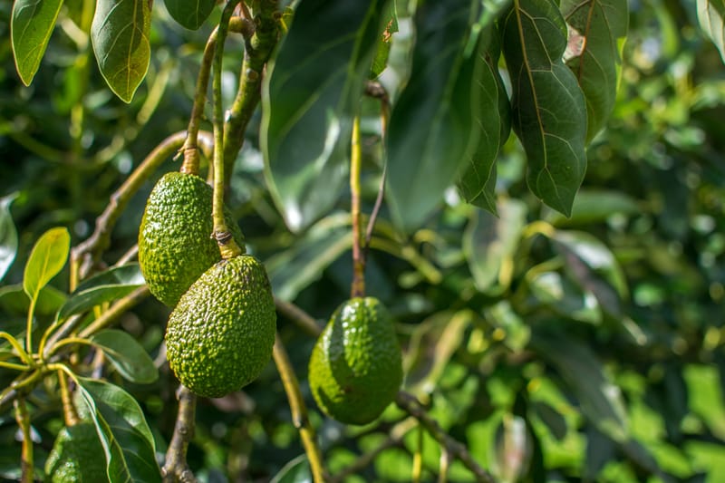 AVOCADO PLANTATION PROJECT