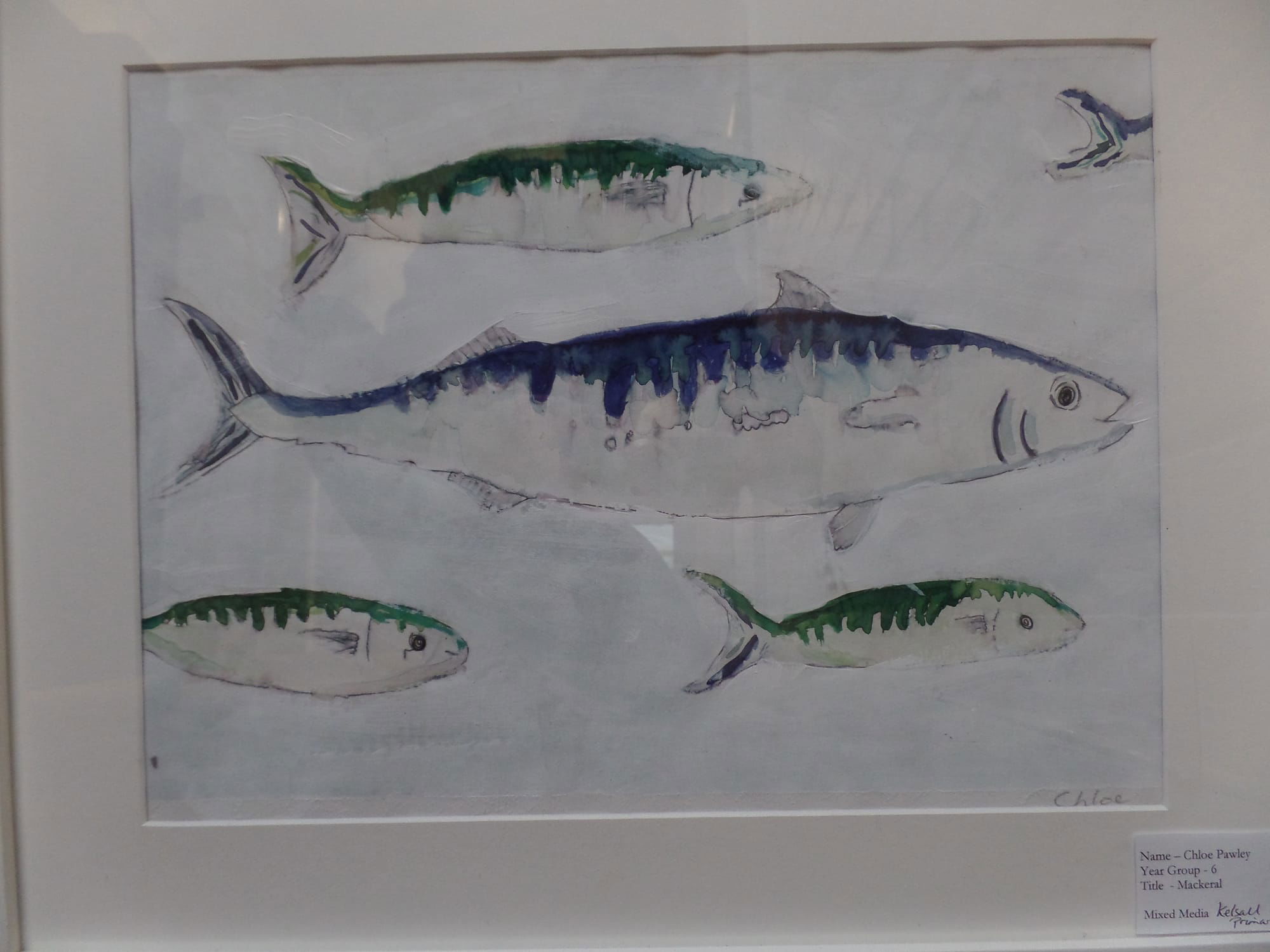 year 5 mackeral - detail from a display